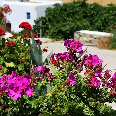 Hotel Charissi Mykonos Town